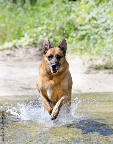 Foto belgian shepherd in nature