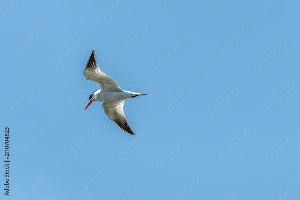 Obraz premium Caspian tern flying in the sky 