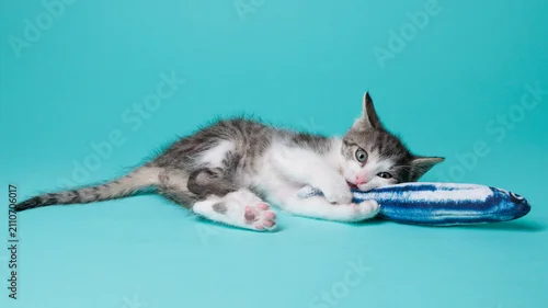 Fototapeta na wymiar kitten