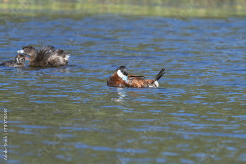 фотографія ruddy duck pruning its feather