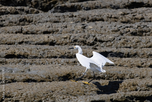 Принти на полотні snowy egret standing in the muddy marsh
