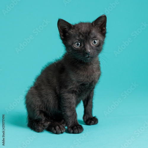 kitten
