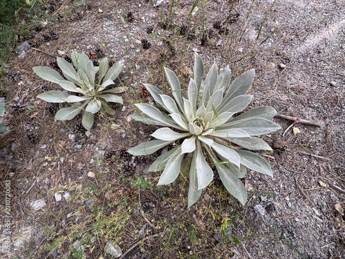 Fotografie Verbascum thapsus (Great Mullein) rosettes with silvery, woolly leaves growing on a pine forest floor strewn with dry needles and cones