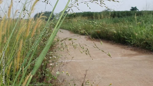 foreground grasses near empty road video