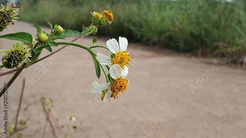 yellow spring flowers wildflower near an empty road video