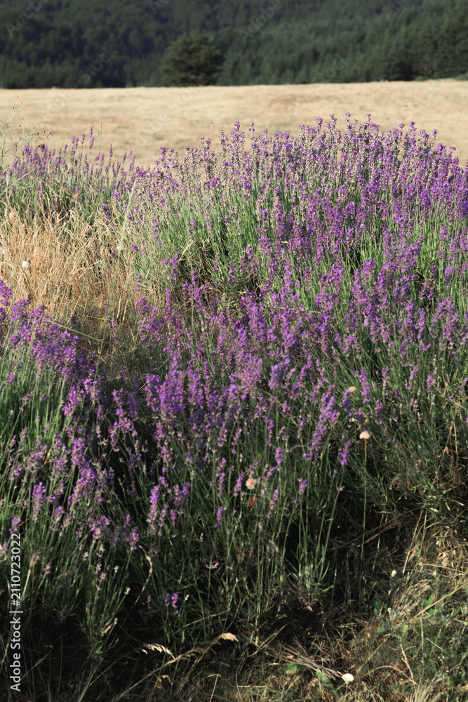Fototapeta premium Rows of blooming lavender growing in the Bulgarian countryside during summer. Aromatic herb cultivated for essential oils, wellness products and natural cosmetics.