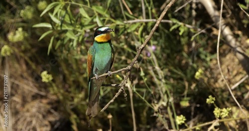 One European bee eater (Merops apiaster), perched on branches. The Camargue, Southern France.