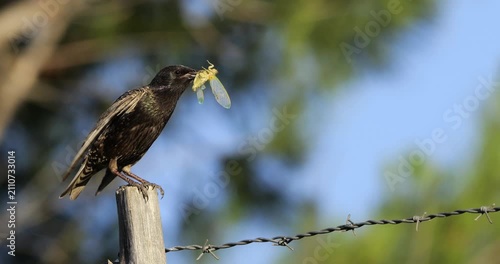 One European starling (Sturnus vulgaris) perched with an insect in the beak ,Occitania, Southern France
