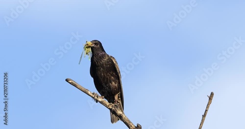 One European starling (Sturnus vulgaris) perched on a branche ,Occitania, Southern France