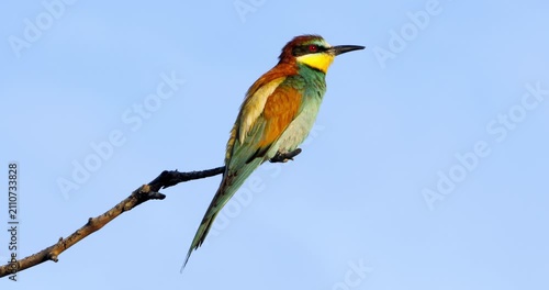 European bee eater (Merops apiaster), perched against the blue sky, The Camargue, Southern France.