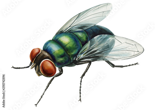 фотографія Green Bottle Fly Watercolor Painting with Metallic Body Transparent Wings and Re
