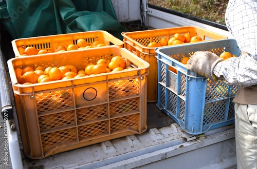 Mandarin orange (Satsuma) cultivation. Mandarins produce fragrant white flowers in early summer and are harvested in the autumn.