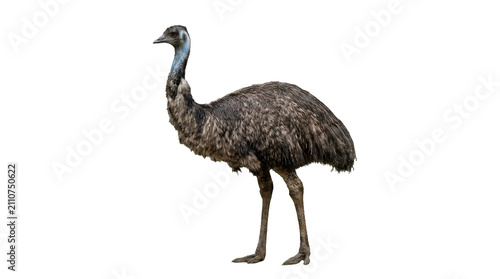 Konstfotografi Full Body Portrait of an Australian Emu Isolated on Black