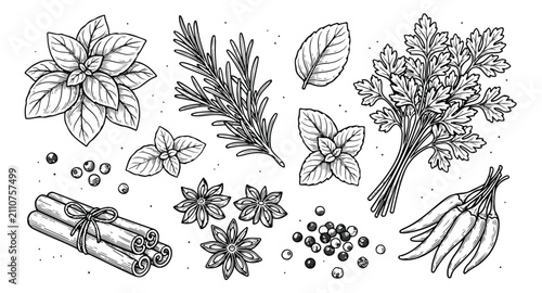 Fotografie Aromatic herb and spice collection, hand-drawn vector illustration set