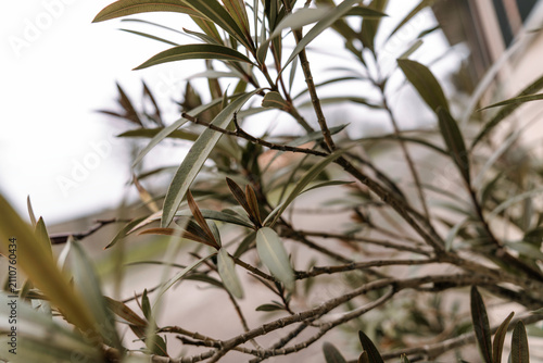 Billede på lærred Green plant leaves with branches in natural daylight