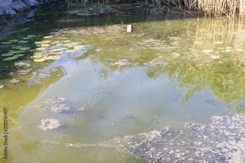 Foto River covered with green algae and floating organic matter caused by eutrophication