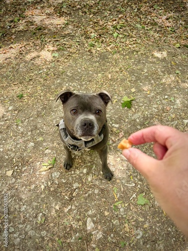éducation canine positive non coercitive