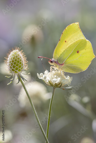 Brimstone butterfly (Gonepteryx rhamni). Feeding on cream scabious (Scabiosa ochroleuca). Wings in backlight. Soft summer bokeh background and play of light.