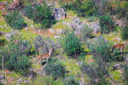 фотографія Landscape of Monfrague National Park (Extremadura, Spain)