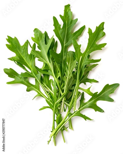 arugula botanical macro detail isolated on white background
