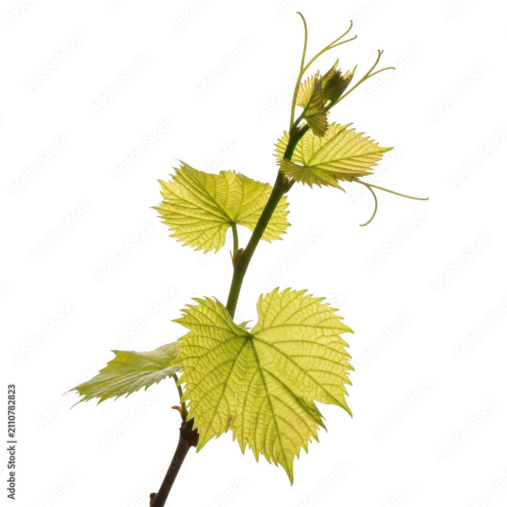 Fototapeta premium Young grapevine shoot with delicate new leaves isolated on transparent background