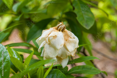 Bild auf Leinwand White flower droops slightly, petals wilted and browned