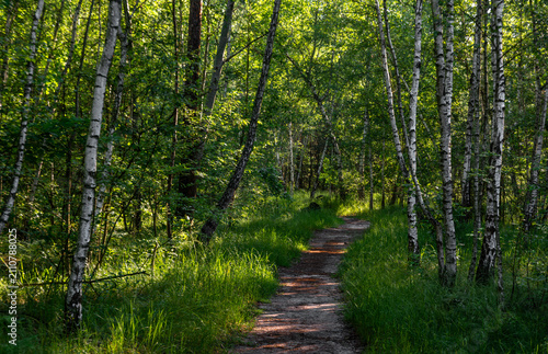 Morning in a pine forest. Sun rays play in the branches of trees.
