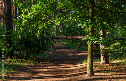 Morning in a pine forest. Sun rays play in the branches of trees.