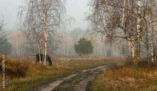 Cuadro en lienzo A foggy autumn morning