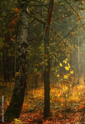 A nice autumn morning in the forest. The sun's rays play in the tree branches.
