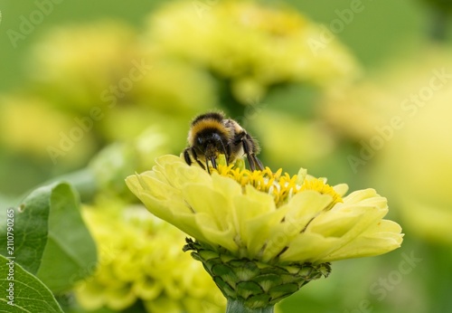 bumblebee on a flower