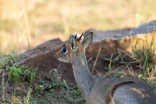 Bild auf Leinwand A small dik-dik antelope stands beside an earthen mound