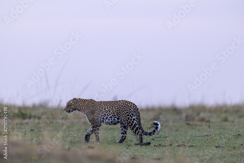 Photography A leopard walks across short open grass beneath a vast empty dusk sky