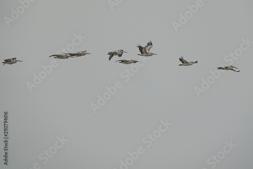 Pelicans live in the wild in Thailand.