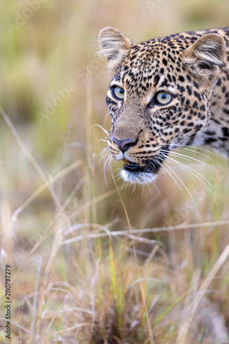 Photography A leopard moves through dry grass its pale eyes fixed ahead
