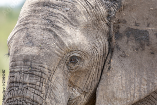 Photography An extreme close-up of an African elephant's eye and wrinkled skin