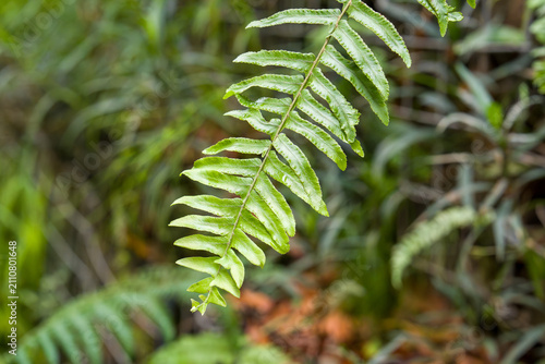 Fresh fern frond with dew drops in forest. Green leaves show natural texture and vibrancy. Background features blurred foliage and earthy tones. Close-up highlights plant details in natural habitat