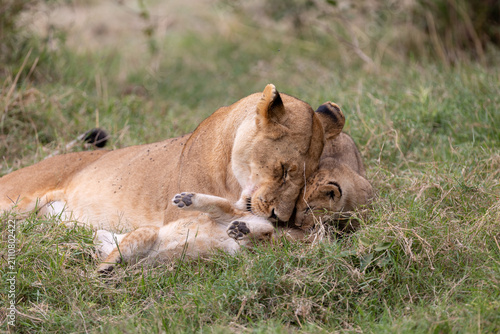 Photography Two lionesses rest together in green grass heads touching
