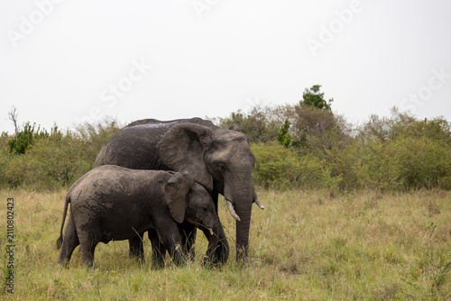 Canvas Print An adult African elephant stands with its calf in tall grass before