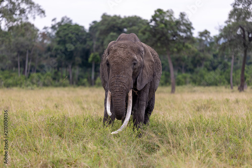 A large African elephant with long tusks walks head. Masai Mara National Reserve Kenya.