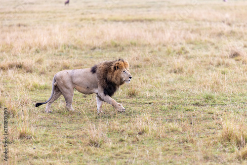 Photography A maned male lion walks in profile across short grassland at dawn