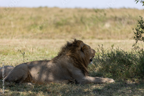 Photography A male lion rests in profile in dry grass beside a bush