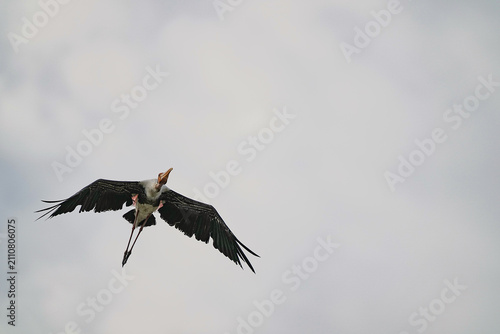 The Painted Stork inhabits the wild in Thailand.