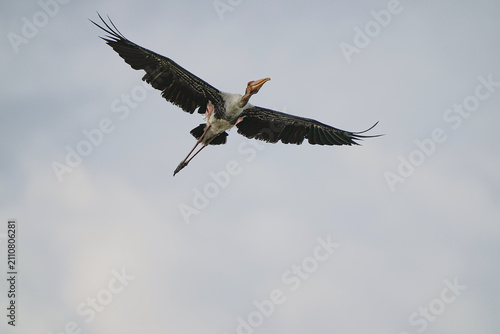 The Painted Stork inhabits the wild in Thailand.