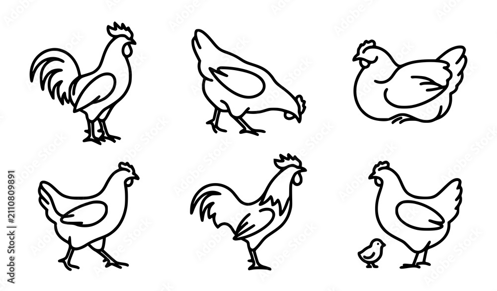 Obraz premium Hand Drawn Rooster Hen and Chicken Outline Farm Bird Illustration Collection for Agriculture Design Projects