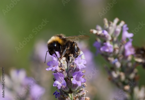 bumblebee on lavender