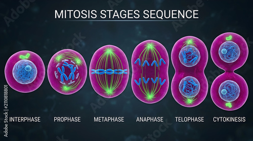 Mitosis cell division stages sequence. Biological process of eukaryotic cell reproduction.