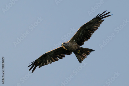 Foto Black kite (Milvus migrans) in flight
