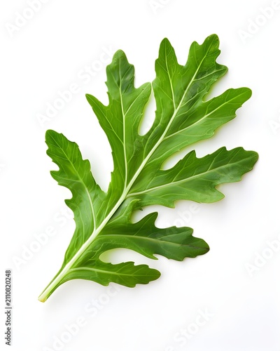 fresh arugula leaf botanical texture isolated on white background