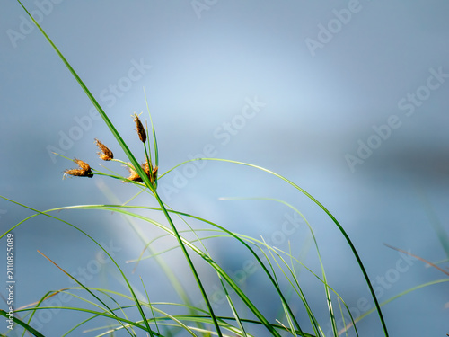 Lush green tall grass with seed heads over Nieuwe Driemanspolder wetland